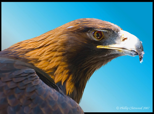 golden eagle bird. Golden Eagle
