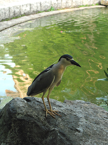 Nycticorax nycticorax (by Audiofan)