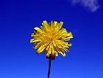yellowfloweronblue