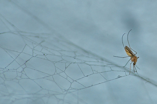 Mosquito on Spider net
