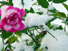 roses in the snow