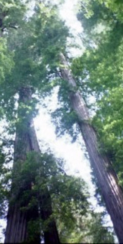 redwoods XXL