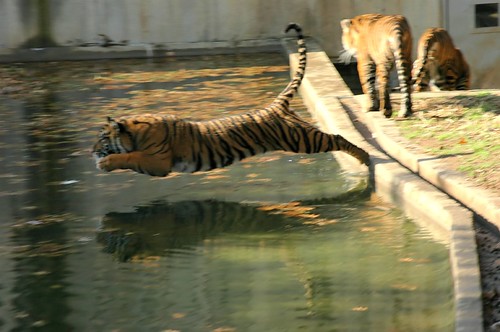 Tiger Leaps in to the water! (must see large) I'm going to really miss these guys ;(