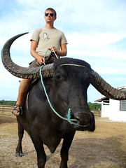 Riding a buffalo