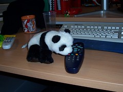 Lil' BBCi Panda Pushes That Red Button