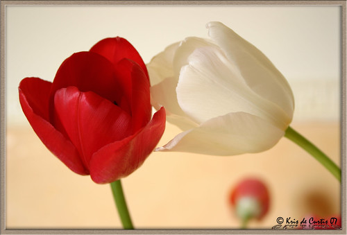 Tulips in Love ... (by krisdecurtis)