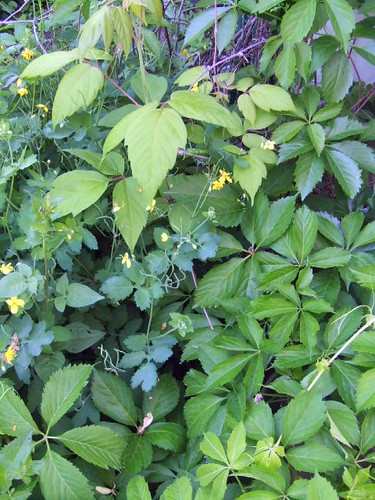 money plant creeper. Virginia Creeper and Buttercup
