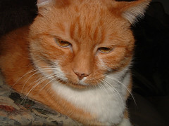 Spike: ginger tabby cat