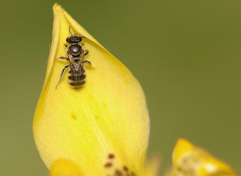 bee on yellow