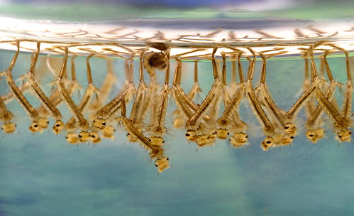 Mosquito larvae from PLoS-biology