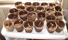 Tomato-Plants