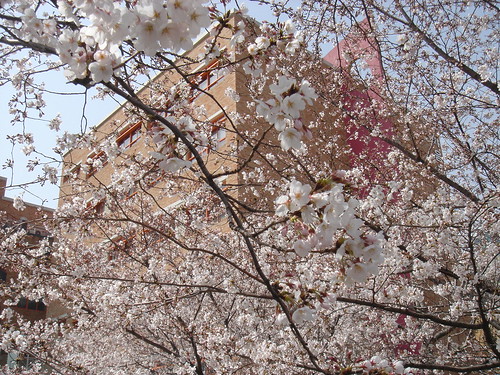 2006-03-31 Cherry Blossoms 05