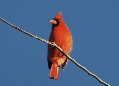 Cardinal One