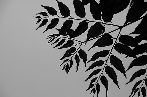 leaves (by Audiofan)