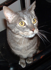 Boo -- grey tabby cat