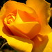 Yellow Rose by michaelroper