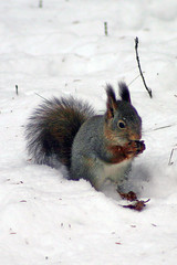 Squirrel turning white by Steffe