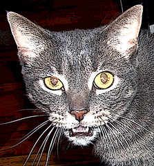Boo - grey tabby cat