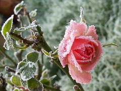 Frosty the Rose