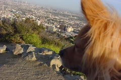 Rusty Overlooking Hollywood