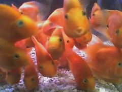 fishies