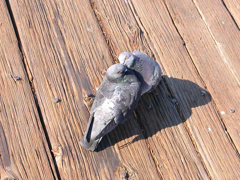 pigeon love on the pier.