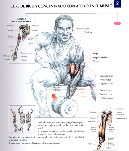 Ejercicios Biceps