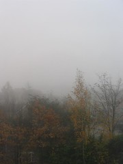 1 foggy morning