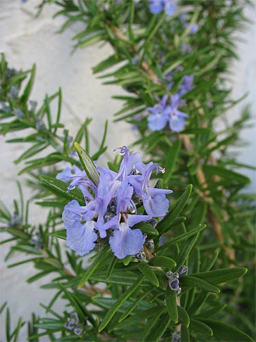 Rosemary Flower