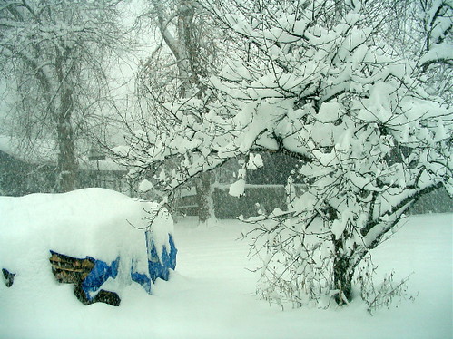 December 9 snow - backyard