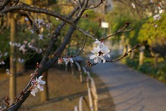 Winter Japanese Cherry