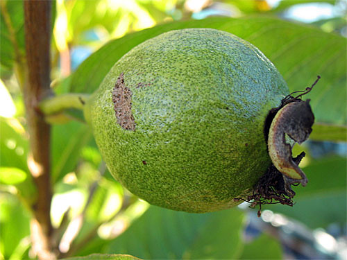 Tropic White Guava Fruit