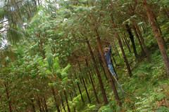 reforestacion_04