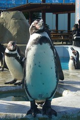 Humboldt Penguin（フンボルトペンギン）