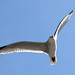 Ibiza - gaviota volando
