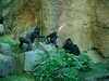 Bronx Zoo - Congo Gorilla Forest