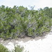 Formentera - 2006-Formentera-Playa de Illetes (33)