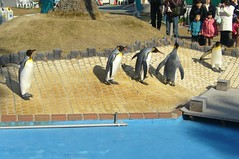 King Penguin（キングペンギン）