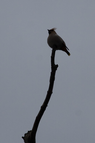 Waxwing on a stick