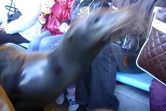 A sea lion walks through in our seats
