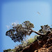 Ibiza - gull, tree