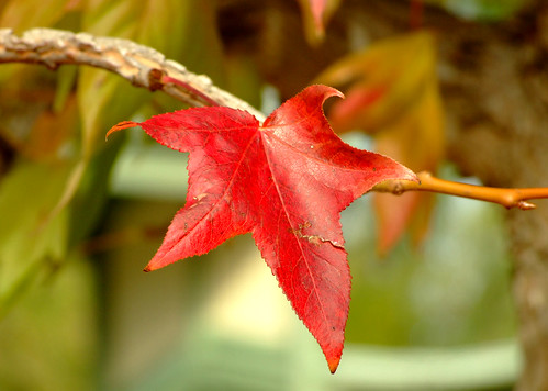 Autumn leaf (by autumn_leaf)