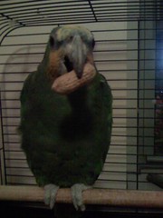 Chicken the Parrot