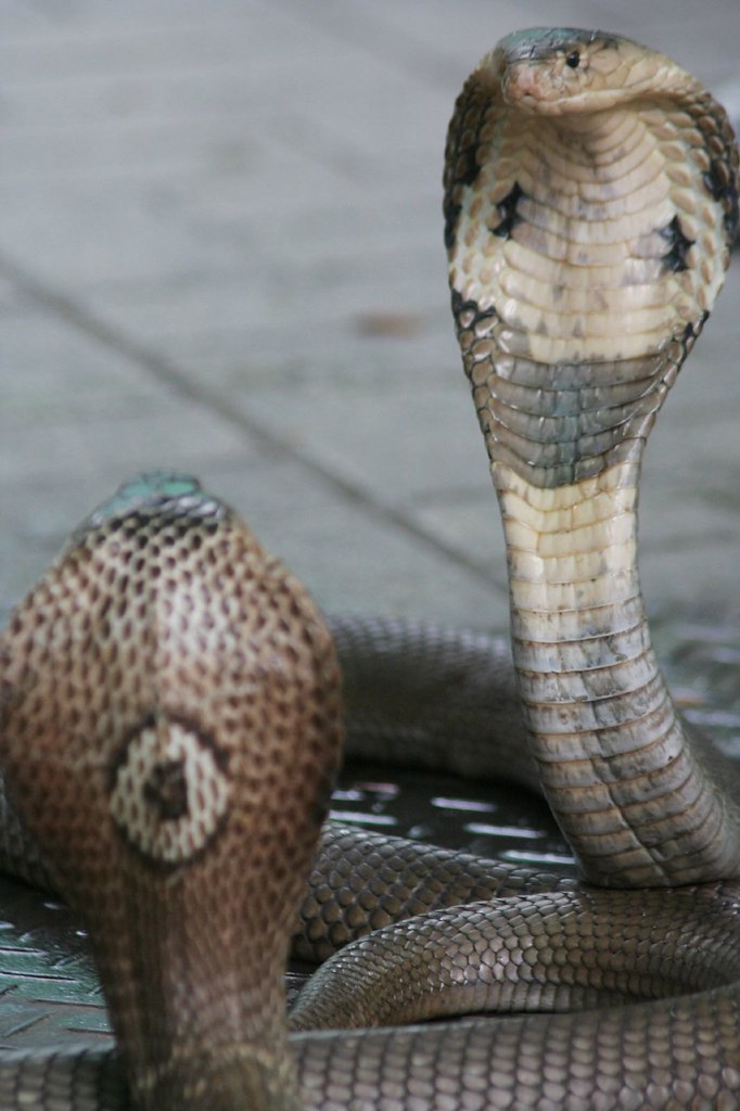 Cobra de Siam