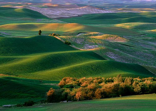 pastoral  landscape