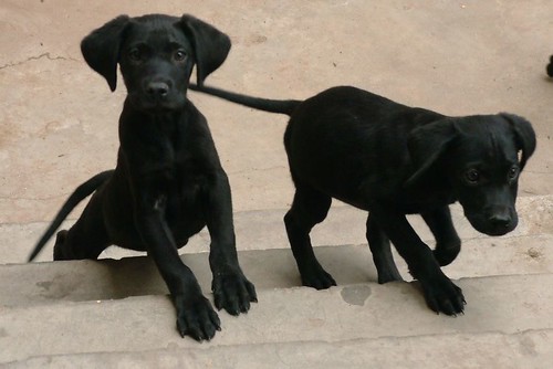 Image result for 2 black puppies pictures