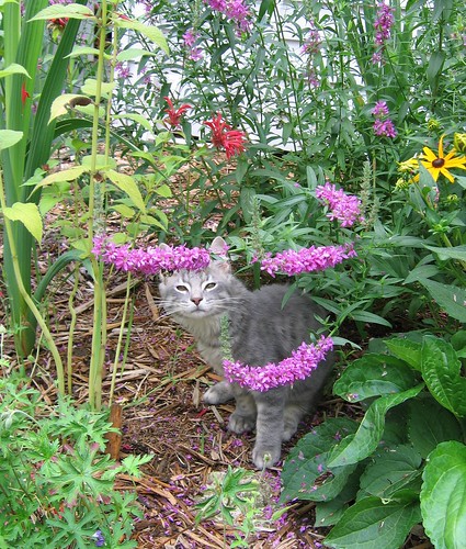 The cats enjoy the garden as well. Tibbs attacks gladiolas, Zoro bats bulbs, 