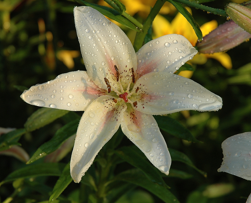 lily after watering