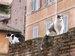20040412at Roman cats