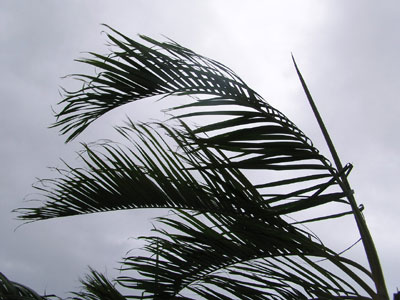 Typhoon Nabi - Okinawa Palm Tree 1120AM 09/04